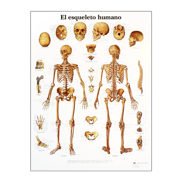 Grafico anatomico: scheletro umano